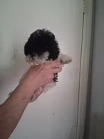 AKC Lydia, a female Poodle - Toy  for sale in Forsyth, GA – 1 of 2