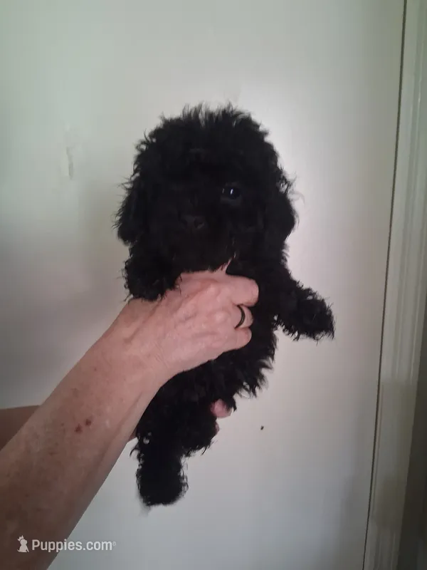 AKC Luna – Poodle - Toy  puppy for sale in Forsyth, GA
