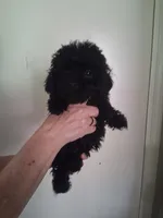 AKC Luna, a female Poodle - Toy  for sale in Forsyth, GA – 1 of 2