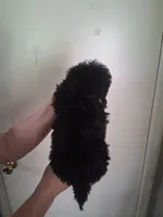 AKC Lisa, a female Poodle - Toy  for sale in Forsyth, GA – 2 of 2