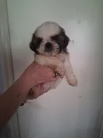 AKC Diamond, a female Shih Tzu for sale in Forsyth, GA – 1 of 2