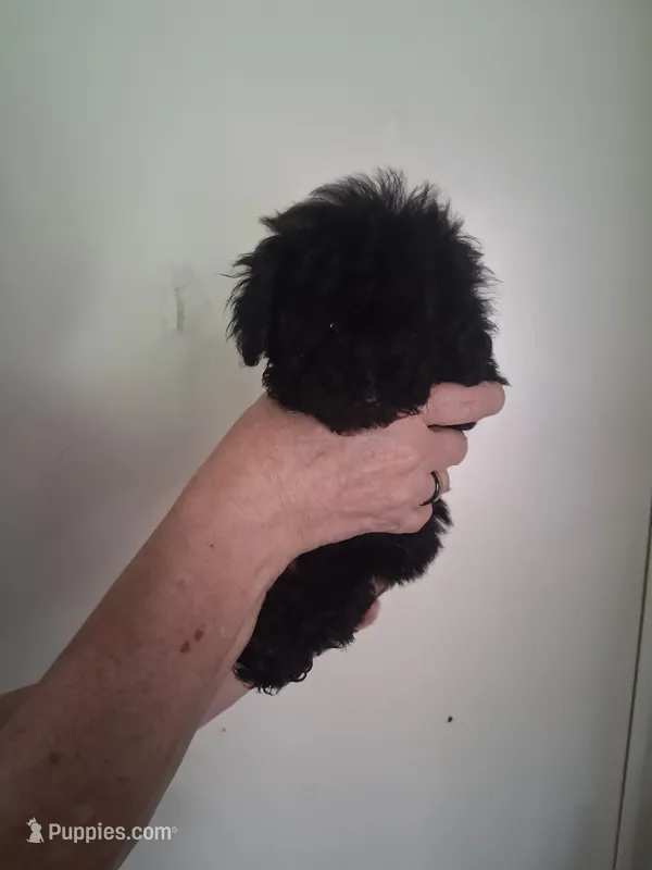 AKC Lisa – Poodle - Toy  puppy for sale in Forsyth, GA