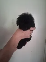 AKC Lisa, a female Poodle - Toy  for sale in Forsyth, GA – 1 of 2