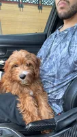 Maple, a female Cavapoo for sale in Mansfield, TX – 5 of 8