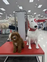 Maple, a female Cavapoo for sale in Mansfield, TX – 6 of 8