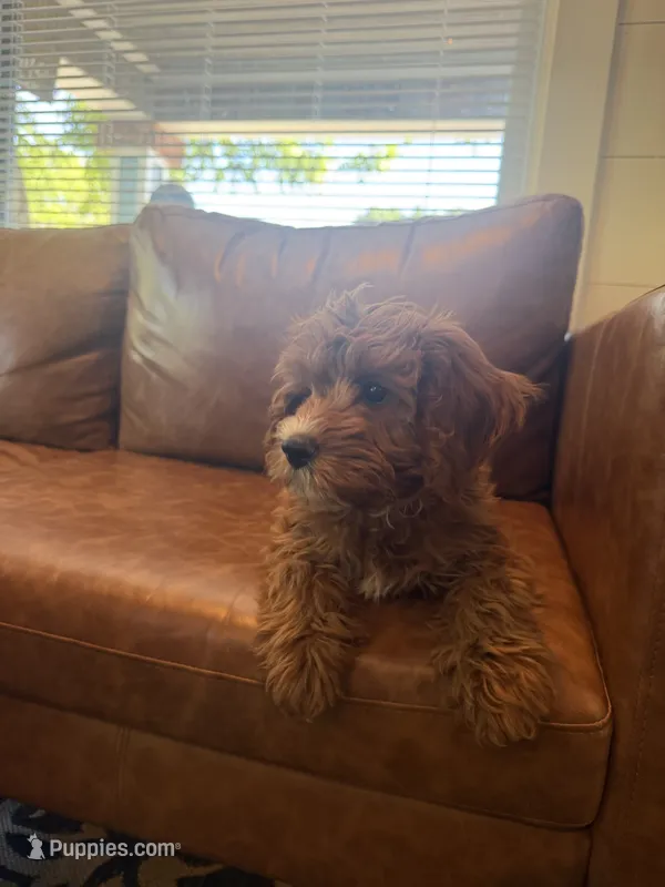 Maple – Cavapoo puppy for sale in Mansfield, TX