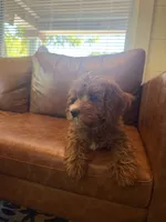 Maple, a female Cavapoo for sale in Mansfield, TX – 1 of 8