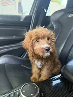 Maple, a female Cavapoo for sale in Mansfield, TX – 8 of 8