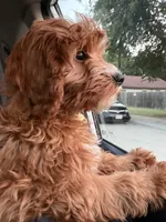 Maple, a female Cavapoo for sale in Mansfield, TX – 7 of 8