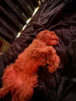 Maple, a female Cavapoo for sale in Mansfield, TX – 4 of 8