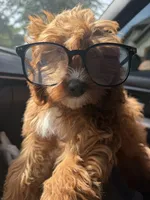 Maple, a female Cavapoo for sale in Mansfield, TX – 3 of 8