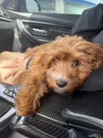 Maple, a female Cavapoo for sale in Mansfield, TX – 2 of 8