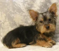 Silky-821, a male Silky Terrier for sale in Poplar Bluff, MO – Photo 6 of 7