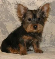 Silky-821, a male Silky Terrier for sale in Poplar Bluff, MO – Photo 1 of 7