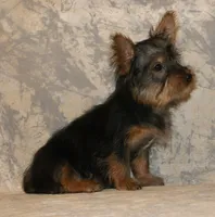 Silky-821, a male Silky Terrier for sale in Poplar Bluff, MO – Photo 4 of 7