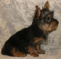 Silky-821, a male Silky Terrier for sale in Poplar Bluff, MO – Photo 5 of 7