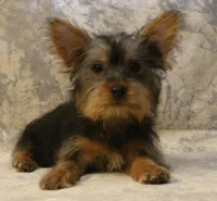 Silky-821, a male Silky Terrier for sale in Poplar Bluff, MO – Photo 3 of 7