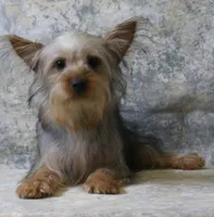 Silky-113, a female Silky Terrier for sale in Poplar Bluff, MO – Photo 1 of 4