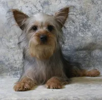 Silky-113, a female Silky Terrier for sale in Poplar Bluff, MO – Photo 2 of 4