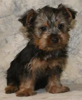 Silky-113, a female Silky Terrier for sale in Poplar Bluff, MO – Photo 4 of 4