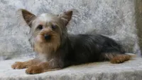 Silky-113, a female Silky Terrier for sale in Poplar Bluff, MO – Photo 3 of 4