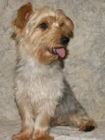 Silky-825, a male Silky Terrier for sale in Poplar Bluff, MO – Photo 1 of 5