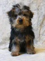 Silky-825, a male Silky Terrier for sale in Poplar Bluff, MO – Photo 5 of 5