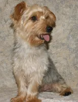 Silky-825, a male Silky Terrier for sale in Poplar Bluff, MO – Photo 4 of 5