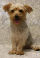 Silky-825, a male Silky Terrier for sale in Poplar Bluff, MO – Photo 3 of 5