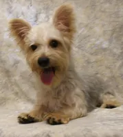 Silky-824, a male Silky Terrier for sale in Poplar Bluff, MO – Photo 2 of 4