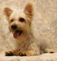 Silky-824, a male Silky Terrier for sale in Poplar Bluff, MO – Photo 3 of 4