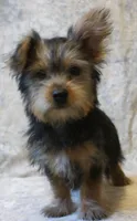 Silky-824, a male Silky Terrier for sale in Poplar Bluff, MO – Photo 4 of 4