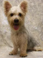 Silky-824, a male Silky Terrier for sale in Poplar Bluff, MO – Photo 1 of 4