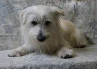 6108, a male West Highland White Terrier for sale in Poplar Bluff, MO – Photo 3 of 3