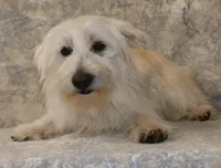 6108, a male West Highland White Terrier for sale in Poplar Bluff, MO – Photo 2 of 3