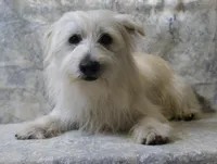 6108, a male West Highland White Terrier for sale in Poplar Bluff, MO – Photo 1 of 3