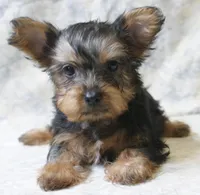 Silky-112, a female Silky Terrier for sale in Poplar Bluff, MO – Photo 4 of 4