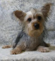 Silky-112, a female Silky Terrier for sale in Poplar Bluff, MO – Photo 2 of 4