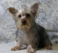 Silky-112, a female Silky Terrier for sale in Poplar Bluff, MO – Photo 3 of 4