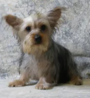 Silky-112, a female Silky Terrier for sale in Poplar Bluff, MO – Photo 1 of 4