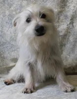 6111, a female West Highland White Terrier for sale in Poplar Bluff, MO – Photo 1 of 3
