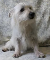 6111, a female West Highland White Terrier for sale in Poplar Bluff, MO – Photo 2 of 3
