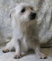 6111, a female West Highland White Terrier for sale in Poplar Bluff, MO – Photo 3 of 3