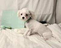 AKC Tiny Butters, a female Maltese for sale in Clarksville, AR – 5 of 9