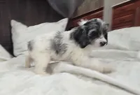 Lulu, a female Cockapoo and Poodle - Miniature  for sale in Clarksville, AR – 5 of 10