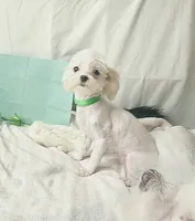 AKC Tiny Butters, a female Maltese for sale in Clarksville, AR – 9 of 9