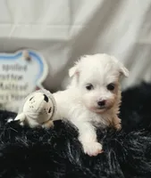 AKC Izzy's B1, a male Maltese for sale in Clarksville, AR – 5 of 7