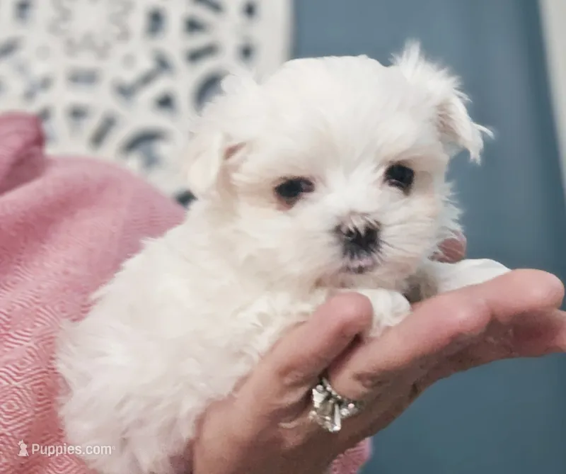 Paris- AKC Tiny Girl  – Maltese puppy for sale in Clarksville, AR