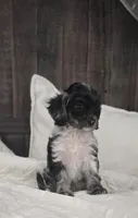 Itty Bitty, a female Cockapoo and Poodle - Miniature  for sale in Clarksville, AR – 3 of 10