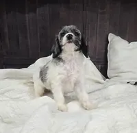 Lulu, a female Cockapoo and Poodle - Miniature  for sale in Clarksville, AR – 3 of 10